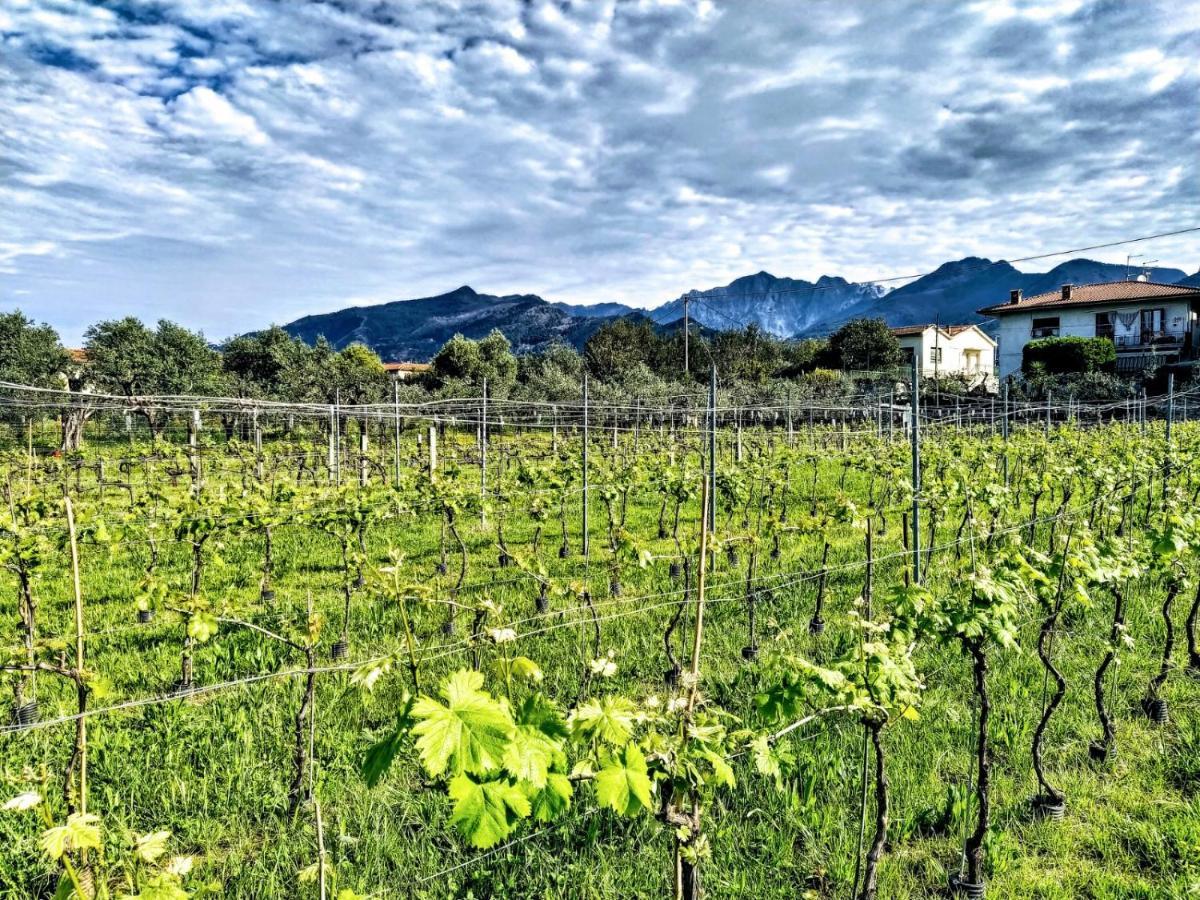 Agriturismo La Vite Maritata بيتراسانتا المظهر الخارجي الصورة